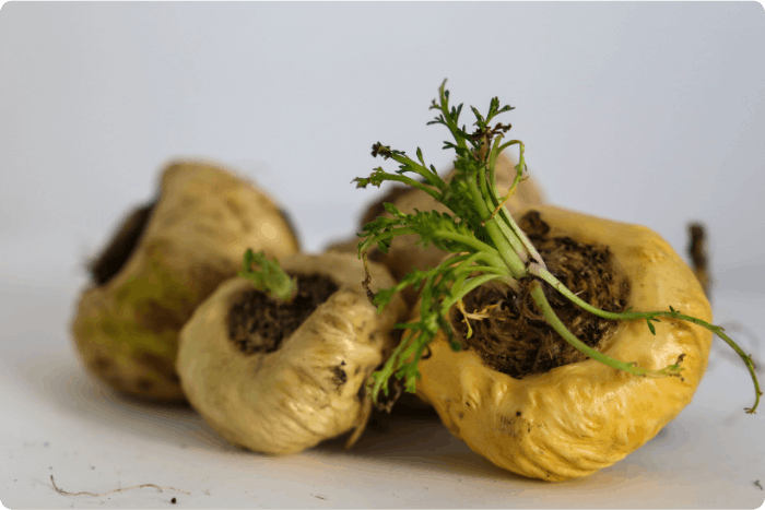 maca-peruanska-zluta-varianta